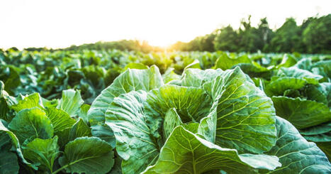 UE : Apr&egrave;s les &Eacute;tats-Unis et la Chine, les 27 autorisent l'utilisation des vari&eacute;t&eacute;s NGT dans l'agriculture | CIHEAM Press Review | Scoop.it