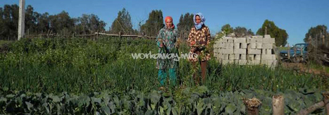 La permaculture sort un village marocain de la misère | Ces infos qui nous font du bien | Scoop.it
