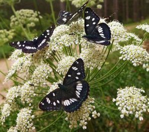 Le contenu du tout prochain numéro de la revue Insectes (n° 198 - 3e tr. 2020) | Variétés entomologiques | Scoop.it