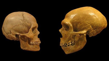 Why Bigger Neanderthal Brains Didn't Make Them Smarter Us - Tested.com | Family Office & Billionaire Report - Empowering Family Dynasties | Scoop.it
