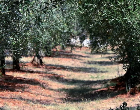 Pourquoi les prix de l’huile d’olive sont-ils plus élevés en Croatie ? | ITERG - Veille sectorielle | Scoop.it