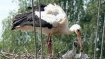 Max la cigogne est décédée en Espagne | Les oiseaux au gré du vent | Scoop.it