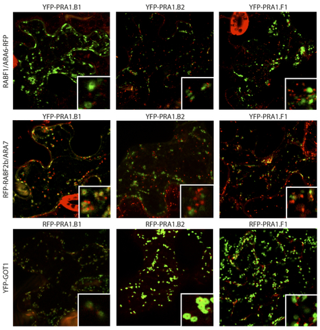 Mol Cell Prot: Identification of regulatory and cargo proteins of endosomal and secretory pathways in Arabidopsis thaliana by proteomic dissection (2015) | Publications from The Sainsbury Laboratory | Scoop.it