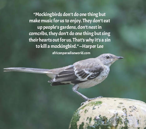 To Kill A mockingbird Quotes With Life Lessons | Christian Inspirational Blog | Scoop.it