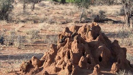 Des surprises dans la termiti&egrave;re&hellip; | EntomoScience | Scoop.it
