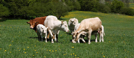 Soyez écolo, mangez de la viande ! | Elevage et environnement | Scoop.it