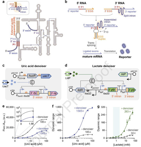 Trans-splicing denoiser circuits enable highly sensitive cellular sensors for physiological biomarkers | Cin | RMH | Scoop.it