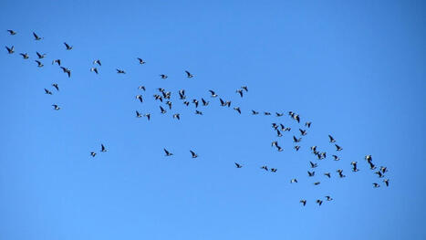 Lintujen muutto on kiihtynyt &ndash; seuraa muuttoliikett&auml; uudistuneelta ILMU-sivustolta | 1Uutiset - Lukemisen t&auml;hden | Scoop.it