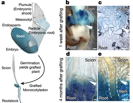 Monocotyledonous plants graft at the embryonic ...