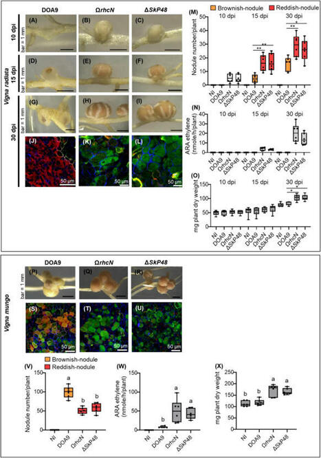 Putative type III effector SkP48 of Bradyrhizobium sp. DOA9 encoding a SUMO protease blocks nodulation in Vigna radiata  | Plant-Microbe Symbiosis | Scoop.it