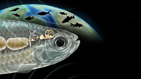 Ancient fish with human-like hearing stuns scientists | Soggy Science | Scoop.it