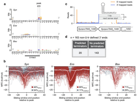 Canonical transcription termination mechanisms explain a minority of operons in cyanobacteria | brvm | RMH | Scoop.it