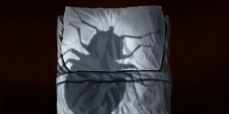 Punaises de lit : que faire en cas d&rsquo;attaque ? | 60 Millions de Consommateurs | Vari&eacute;t&eacute;s entomologiques | Scoop.it