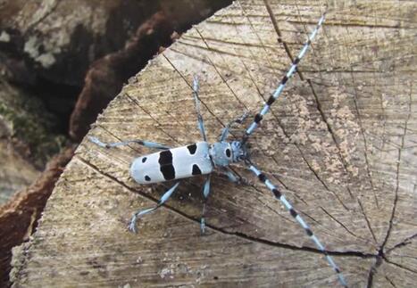 Inventaire des coléoptères en Savoie, au cœur de la biodiversité forestière | Insect Archive | Scoop.it