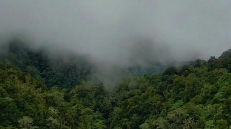 Reboisement des forêts - France Tv Info | Pour innover en agriculture | Scoop.it