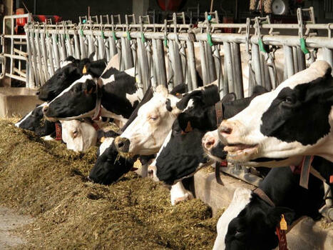 Additifs anti-méthane : entre promesses et réalité scientifique pour l'élevage laitier | SCIENCES DE L' ANIMAL | Scoop.it