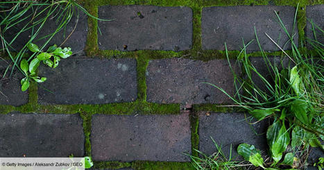 Qu'est-ce que "tegelwippen", un concours visant à débarrasser les jardins néerlandais de leurs pavés ? | RSE et Développement Durable | Scoop.it