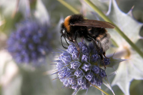 Environment Agency report sets out urgent need to work with nature - UK Environment Agency | Biodiversité | Scoop.it
