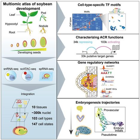 A spatially resolved multiomic single-cell atlas of soybean development | SEED-DREAM Lab info | Scoop.it