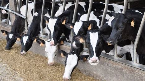 Veaux et génisses laitières : La réduction du temps de travail passe par la gestion de l'alimentation | Lait de Normandie... et d'ailleurs | Scoop.it