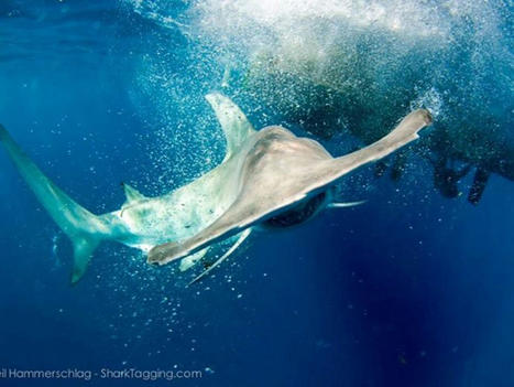 Raies et requins en voie de disparition | Biodiversité | Scoop.it