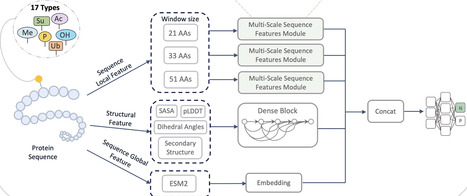 DeepPTMPred: a multi-modal deep learning framework for accurate prediction of protein post-translational modification sites | bft | RMH | Scoop.it