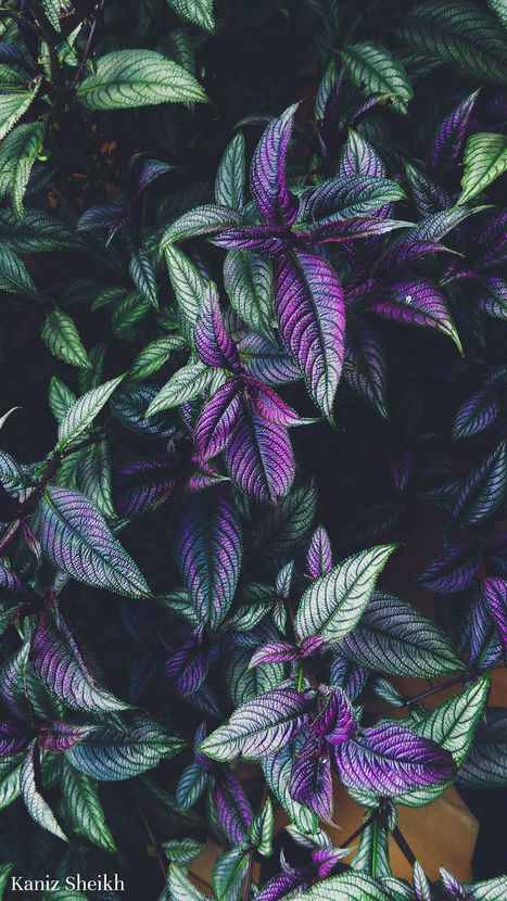Exotic by Kaniz Sheikh | My Photo | Scoop.it