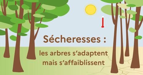 Comment les for&ecirc;ts r&eacute;agissent-elles aux effets du changement climatique? | Veille UrbaLyon : Sant&eacute; environnementale & bienfaits du v&eacute;g&eacute;tal | Scoop.it