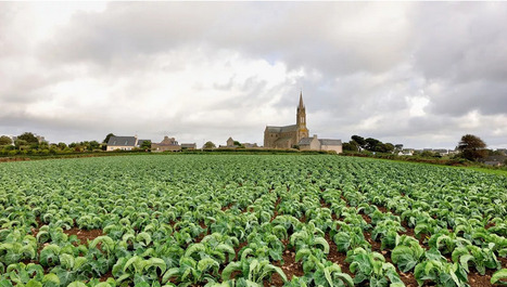 Crise du chou-fleur&nbsp;: les producteurs bretons tirent la sonnette d'alarme | Revue de presse du Centre de doc | Scoop.it
