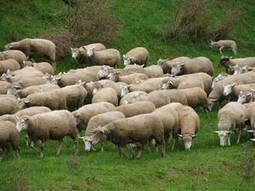 En ovins viande, des solutions pour maîtriser son coût alimentaire cet automne et cet hiver | SCIENCES DE L' ANIMAL | Scoop.it