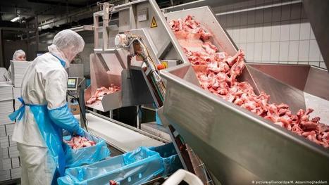 Que se passe-t-il dans les abatoirs allemands ? // Le Maroc profite de la crise sanitaire pour vendre son savoir-faire | Vu d′Allemagne | DW | 27.05.2020 | La Gazette des abattoirs | Scoop.it