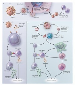 The Search for Effective HIV Vaccines | NEJM | Mucosal Immunity | Scoop.it