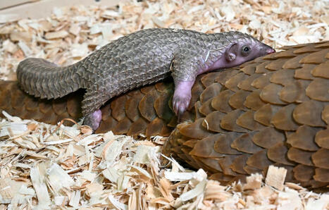 Etats-Unis : Washington s’attaque au braconnage massif du pangolin | Biodiversité - @ZEHUB on Twitter | Scoop.it