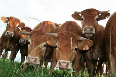 Naissance de la première Association d’organisations de producteurs d’éleveurs bovins | Actualité Bétail | Scoop.it