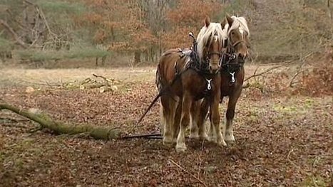 Ni&egrave;vre : comment des chevaux peuvent-ils sauver une fleur menac&eacute;e ? - France 3 Bourgogne | Cheval et Nature | Scoop.it
