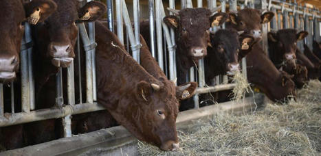 Viande bovine : La Coordination rurale a des réserves sur l’obligation des contrats | Actualité Bétail | Scoop.it