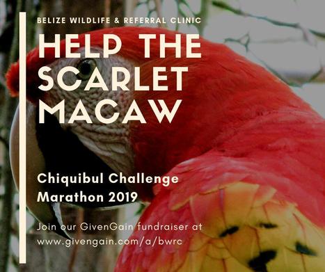 Chiquibul Challenge Marathon Fundraiser | Cayo Scoop!  The Ecology of Cayo Culture | Scoop.it