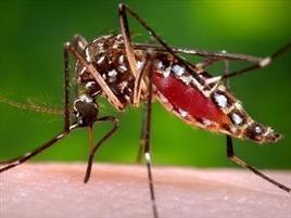 S[outh] A[ustralia] confirms first 2016 Zika virus case | Virology News | Scoop.it