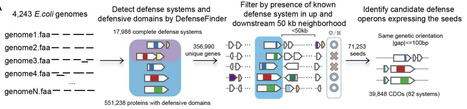 Leveraging defense system modularity to discover anti-phage systems | brvsys | RMH | Scoop.it