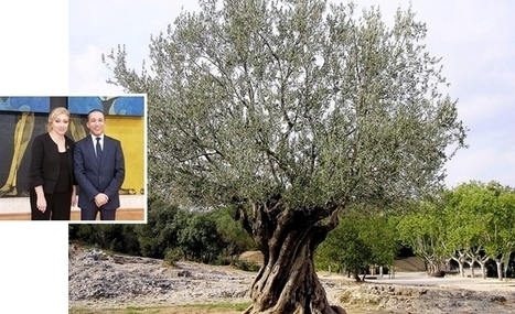 A l’initiative de la Tunisie et du Liban, l’UNESCO instaure la journée mondiale de l’Olivier | OLIVE NEWS | Scoop.it
