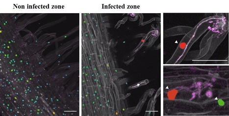 Du nouveau dans le monde des cytokinines ! Une nouvelle étape vers la compréhension de l'action des cytokinines dans la nodulation symbiotique | Life Sciences Université Paris-Saclay | Scoop.it
