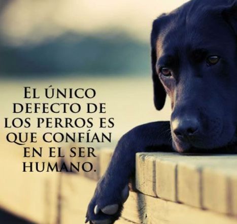 El único defecto de los perros... es que confían en el ser humano... | I didn't know it was impossible.. and I did it :-) - No sabia que era imposible.. y lo hice :-) | Scoop.it
