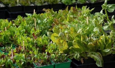 How to Grow Leaf Lettuce | Gardening Life | Scoop.it