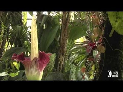Le pénis de titan a fleuri à Nantes | Ma douce France | Scoop.it