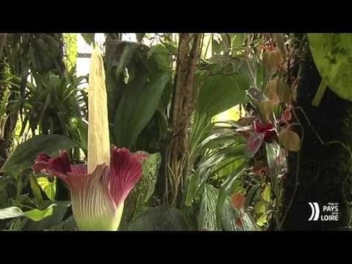Le pénis de titan a fleuri à Nantes | Ma douce France | Scoop.it