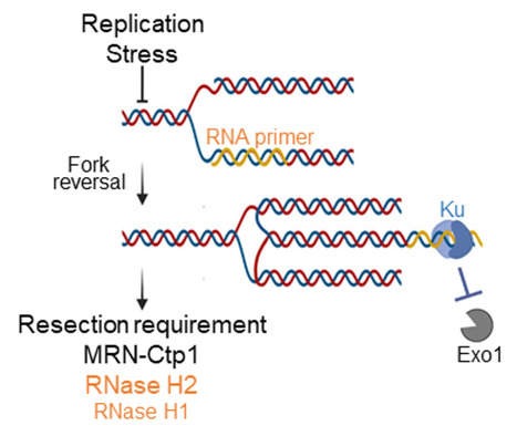 Un nouveau mécanisme de protection des fourches de réplication impliquant l’ARN des fragments d’Okazaki | Life Sciences Université Paris-Saclay | Scoop.it