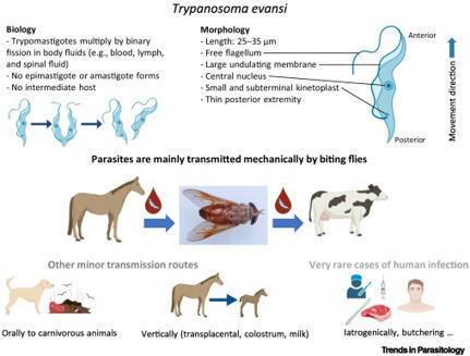 Le parasite du mois : Trypanosoma evansi | EntomoNews | Scoop.it