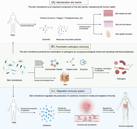 Skin microbiome engineering: Challenges and opportunities in skin diseases treatment | RMH | Scoop.it