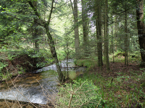 Quel lien intime entre la forêt et notre eau ? - Néoplanète | Biodiversité | Scoop.it