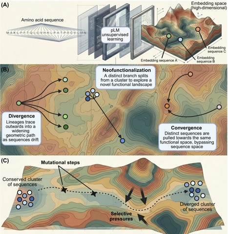 Rethinking molecular evolution through protein language model embeddings | tin | RMH | Scoop.it